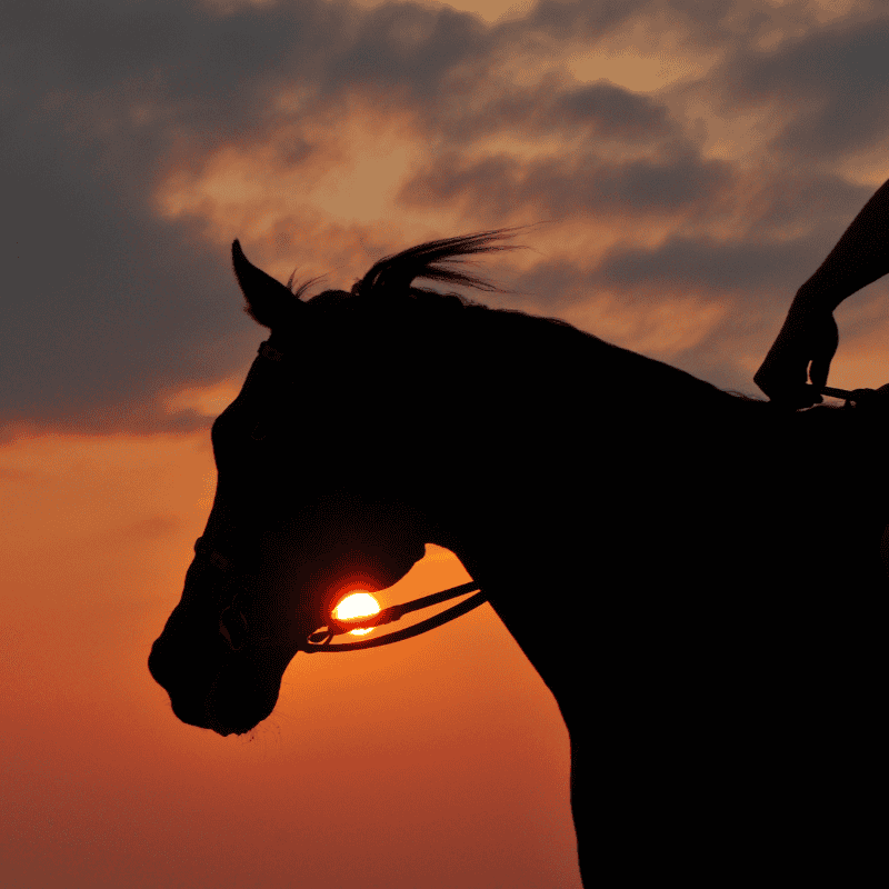 HORSERIDING2
