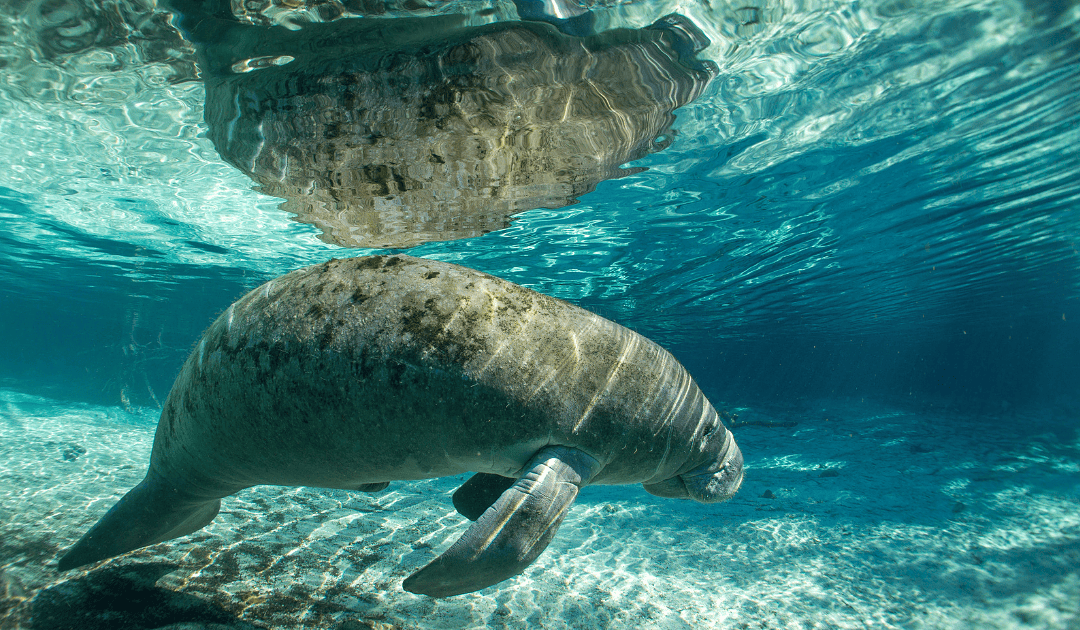 6 Best Things You Need to Know about in Central Florida