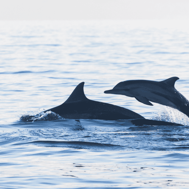 Dolphin Sighting (1)